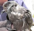 The Farallon Islands are the breeding colony for half the world's population of Ashy Storm-petrels