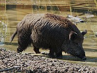 Wild boar (Sus scrofa)