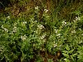 Cardamine amara