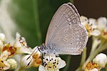 Common Grass Blue (Zizina labradus)