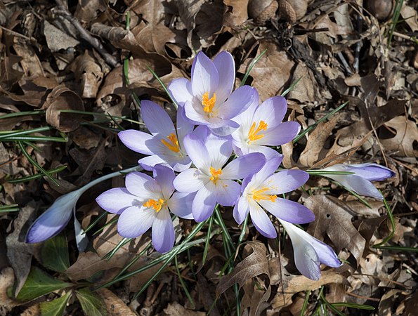 图为托氏番红花（Crocus tommasinianus）。摄于布鲁克林植物园。