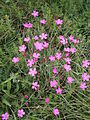 Dianthus deltoides