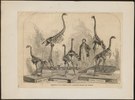 Skeletal mounts of various moa species (1868).