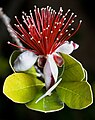 Feijoa sellowiana