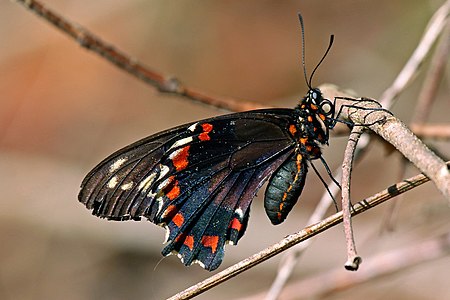 Gold rim swallowtail Battus polydamas jamaicensis Jamaica