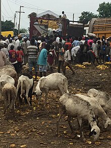 livestock in the Nigeria market