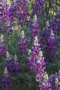 The silver lupine, Lupinus albifrons