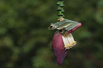 Lateral view