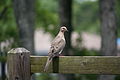 Mourning Dove