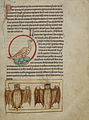 A Nightingale; Bats f.37r