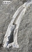 Tooth of the lobe-finned fish Onychodus from the Middle Devonian of Wisconsin