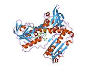 3grt: HUMAN GLUTATHIONE REDUCTASE A34E, R37W MUTANT, OXIDIZED TRYPANOTHIONE COMPLEX