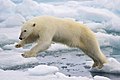 跳起來的北極熊（Ursus maritimus），攝於挪威斯瓦爾巴斯匹次卑爾根島。