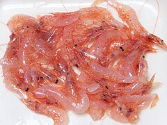 Raw sakura shrimp