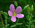 Rose Pink (Sabatia angularis)