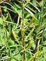 Salix rosmarinifolia