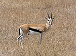 Thomson-Gazelle im Gras, blickt in Kamera