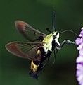 Snowberry Clearwing moth (Hemaris diffinis) feeding at Buddleja flower