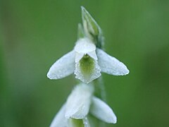 Spiranthes spiralis