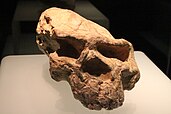 Yunxian 1 skull