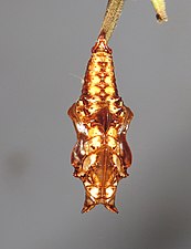 Pupa