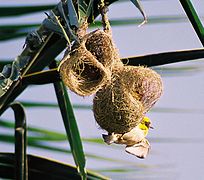Male P. p. philippinus displaying at nest