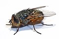 Lesser Brown Blowfly