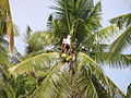 harvesting coconuts from Coconut trees (Cocos nucifera) in Panglao, Bohol, Philippines