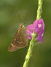 Ventral view