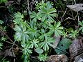 Eranthis hyemalis leaf