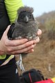 於 2013年10月20日 (日) 04:22 版本的縮圖