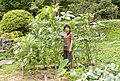 Large okra plants