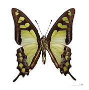 Museum specimen ♂ △ - Ventral side