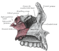 左侧腭骨（palatine bone）连着上颌骨的关节。