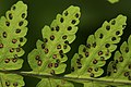 The leaf of the fern Gymnocarpium dryopteris, showing sori (groups of sporangia).