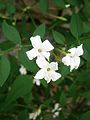 Jasminum officinale