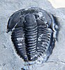 Fossil of the trilobite Kendallina