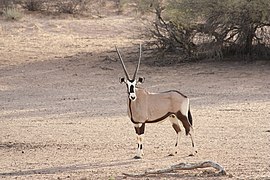 The gemsbok or oryx, for which the original parks were named, standing in a dry riverbed