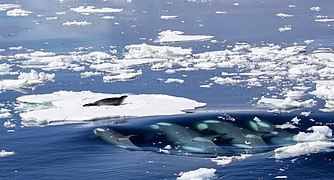Killer whales hunting a seal, four killer whales swimming in close synchronization to create a strong bow wave to wash the crabeater seal off the ice floe, by Callan Carpenter