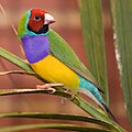 adult male Gouldian Finch