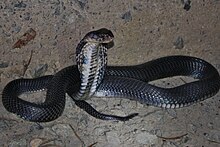 [Chinese cobra