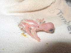 One-day-old cockatiel chick