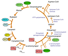 rTCA cycle with the reactants, inter,ediates, and products