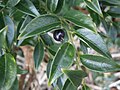 Sarcococca confusa leaf