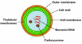 Schematic representation of the cyanobacterium Synechocystis