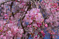 Prunus itosakura 'Plena Rosea' (Yae-beni-shidare) is a cultivar having characteristics of both yae-zakura and shidare-zakura.