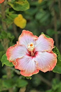 Hibiscus