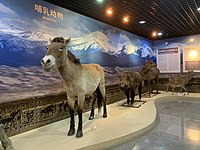 蒙古野驴等哺乳动物标本
