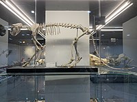 雪豹骨骼标本
