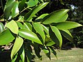 Agathis robusta（昆士兰贝壳杉）